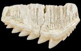 Fossil Cow Shark (Hexanchus) Tooth - Morocco #51918-1